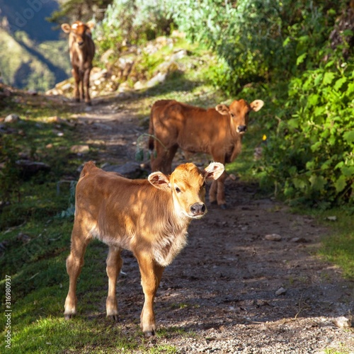 little calves, animal, cow © Daniel Prudek