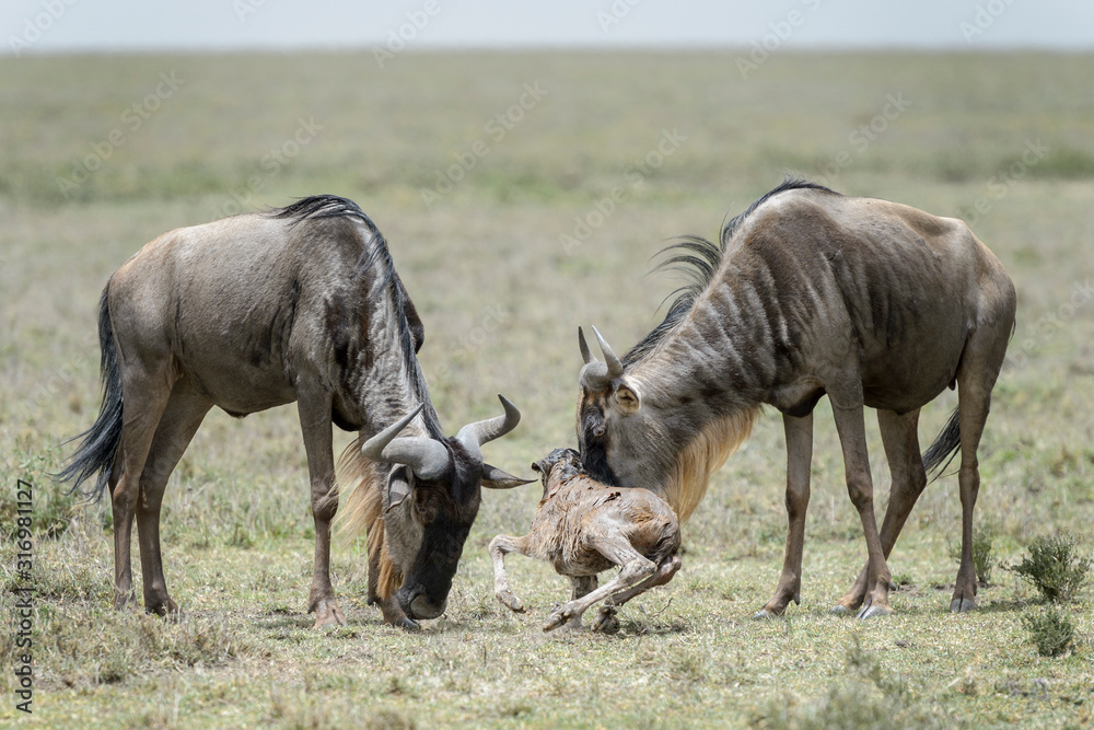 Fototapeta premium Blue Wildebeest (Connochaetes taurinus) mother helping a new born baby to stand, Ngorongoro conservation area, Tanzania.