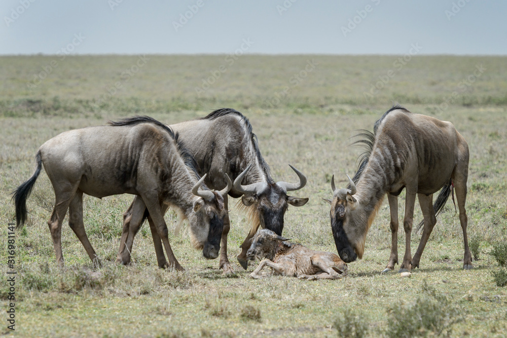 Blue Wildebeest (Connochaetes taurinus) mother with a new born baby and family looking, Ngorongoro conservation area, Tanzania. Blue Wildebeest (Connochaetes taurinus) mother with a new born baby and family looking, Ngorongoro conservation area, Tanzania.