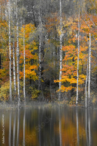 yellow birch trees by the lake on an autumn day