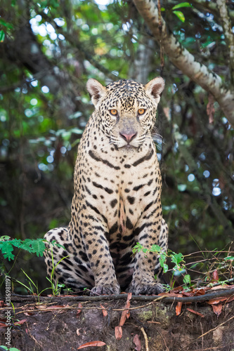 Jaguar  Panthera onca  sitting on riverbank in jungle  looking at camera  Pantanal  Mato Grosso  Brazil