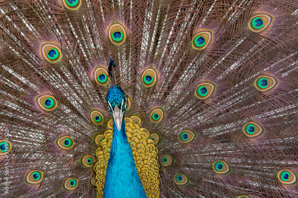Obraz premium Peacock to spread his tail, showing its feathers. Close up portrait of peacock