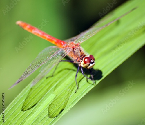 red dragonfly on green background