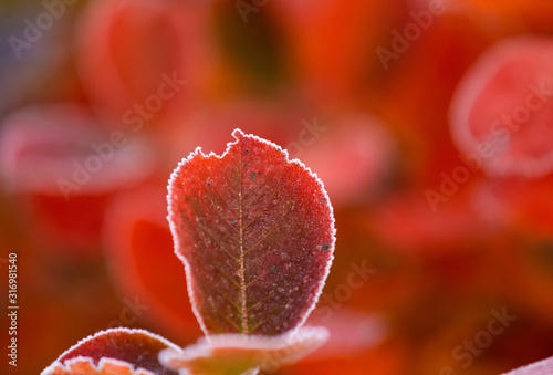 Bild auf Leinwand Beautiful red aronia leaves with a frosty edge