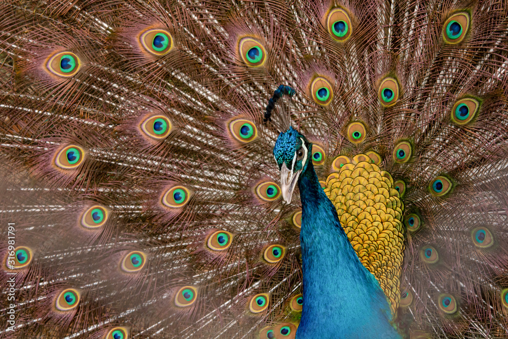 Obraz premium Peacock to spread his tail, showing its feathers. Close up portrait of peacock