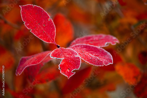 Bild auf Leinwand Beautiful red aronia leaves with a frosty edge