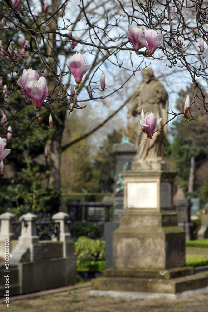 Fototapeta premium magnolienblüten auf friedhof