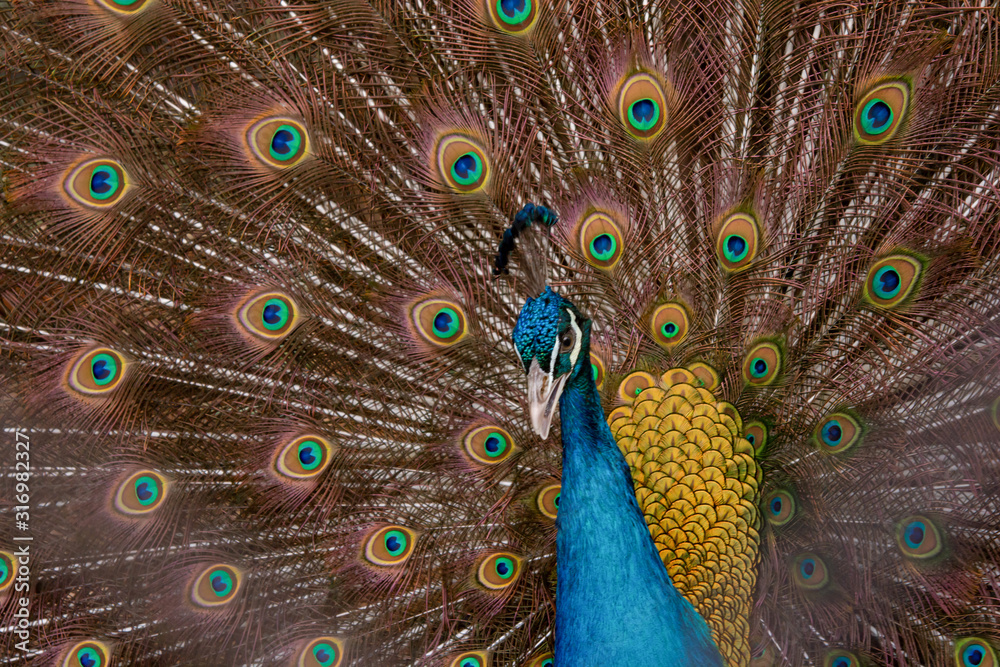 Fototapeta premium Peacock to spread his tail, showing its feathers. Close up portrait of peacock