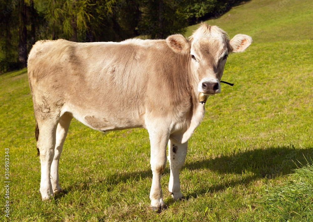 Brown cow on meadow (bos primigenius taurus)