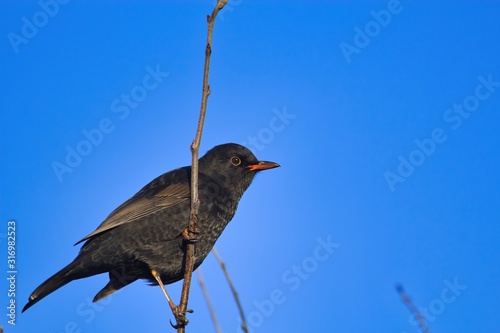 Schönes Porträt, männliche schwarze Amsel sitzt bei Sonnenschein und blauem Himmel als Hintergrund an einem senkrechten Zweig, Turdus merula photo