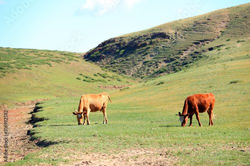 A herd of cattle are eating grass on the grassland