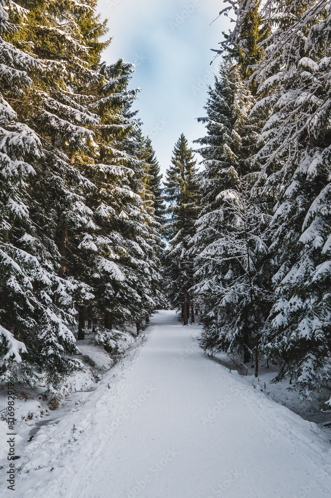 road in winter forest road in winter forest