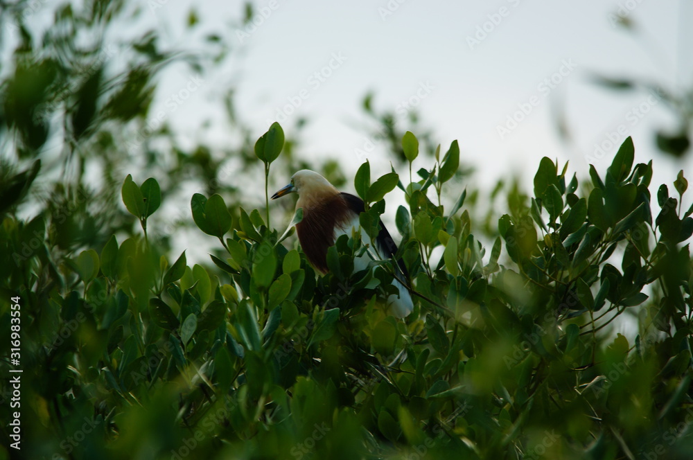 Javan pond heron (Ardeola speciosa) is a wading bird of the heron family, and Bird on a branch Javan pond heron (Ardeola speciosa) is a wading bird of the heron family, and Bird on a branch