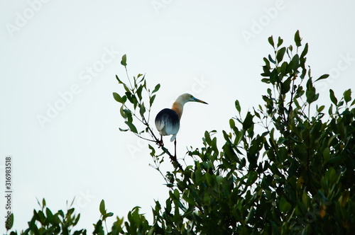 Javan pond heron (Ardeola speciosa) is a wading bird of the heron family, and Bird on a branch photo