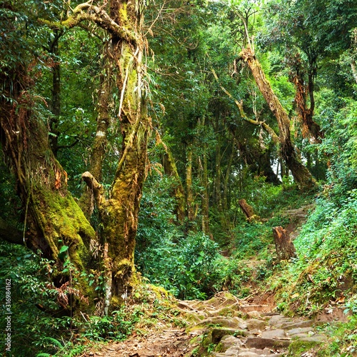 nepalian green rainforest with pathway