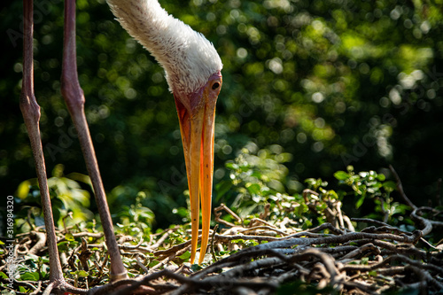 Yellow-billed or wood stork, Mycteria ibis, standing on big nest photo