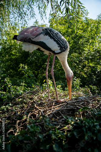 Yellow-billed or wood stork, Mycteria ibis, standing on big nest photo