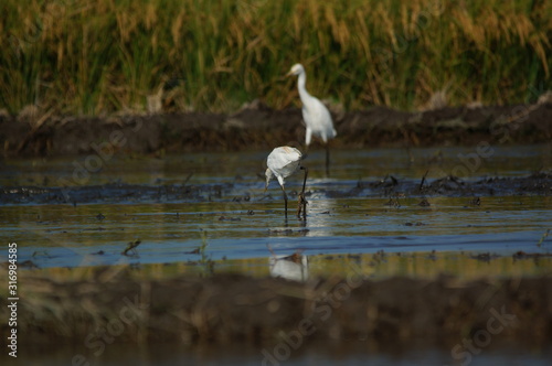 Cattle egret (Bubulcus ibis) in the fields