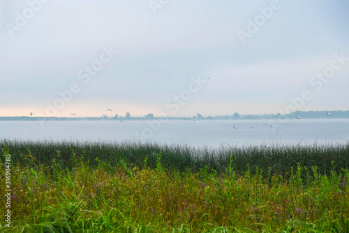 The flight of white herons in a foggy morning over the lake Lyubyaz. Ukrainian nature. Copy space.