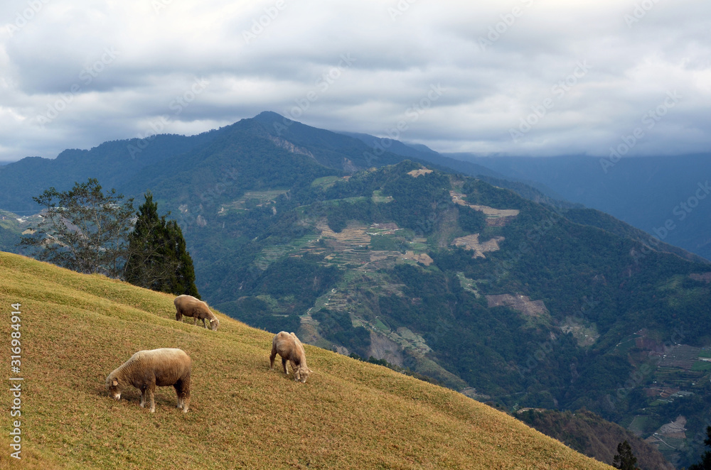 sheep graze on the mountain