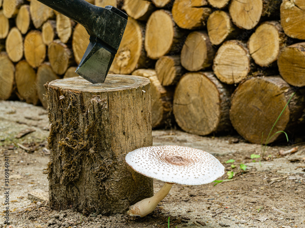 Deadly poisonous forest mushroom grows on oak stump for chopping firewood. Blurred background. Selective focus. Ax sticks out of oak stump. White hat of poisonous fungus with brown tubercle in middle. Deadly poisonous forest mushroom grows on oak stump for chopping firewood. Blurred background. Selective focus. Ax sticks out of oak stump. White hat of poisonous fungus with brown tubercle in middle.
