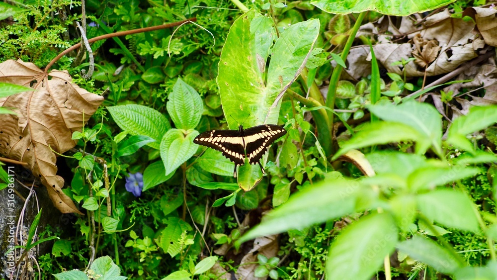 Obraz premium Schmetterling