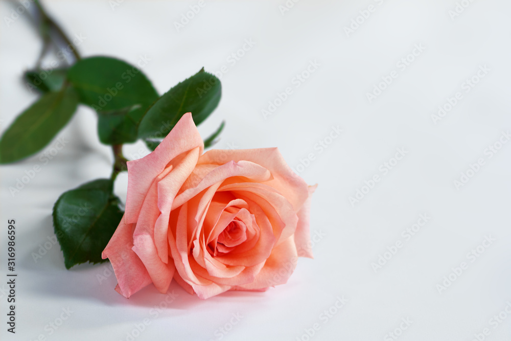 Fototapeta premium Lively pink rose with green leaves on white background. Delicate pink petals.