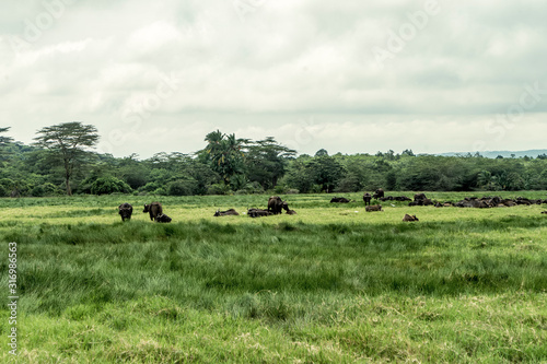 Trekking am Kilimandscharo, Tansania / Arusha National Park / Walking Safari