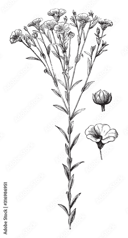 Common flax or linseed (Linum usitatissimum) / vintage illustration from Brockhaus Konversations-Lexikon 1908 - obrazy, fototapety, plakaty 