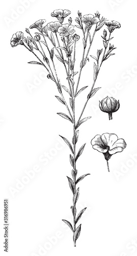 Common flax or linseed (Linum usitatissimum) / vintage illustration from Brockhaus Konversations-Lexikon 1908