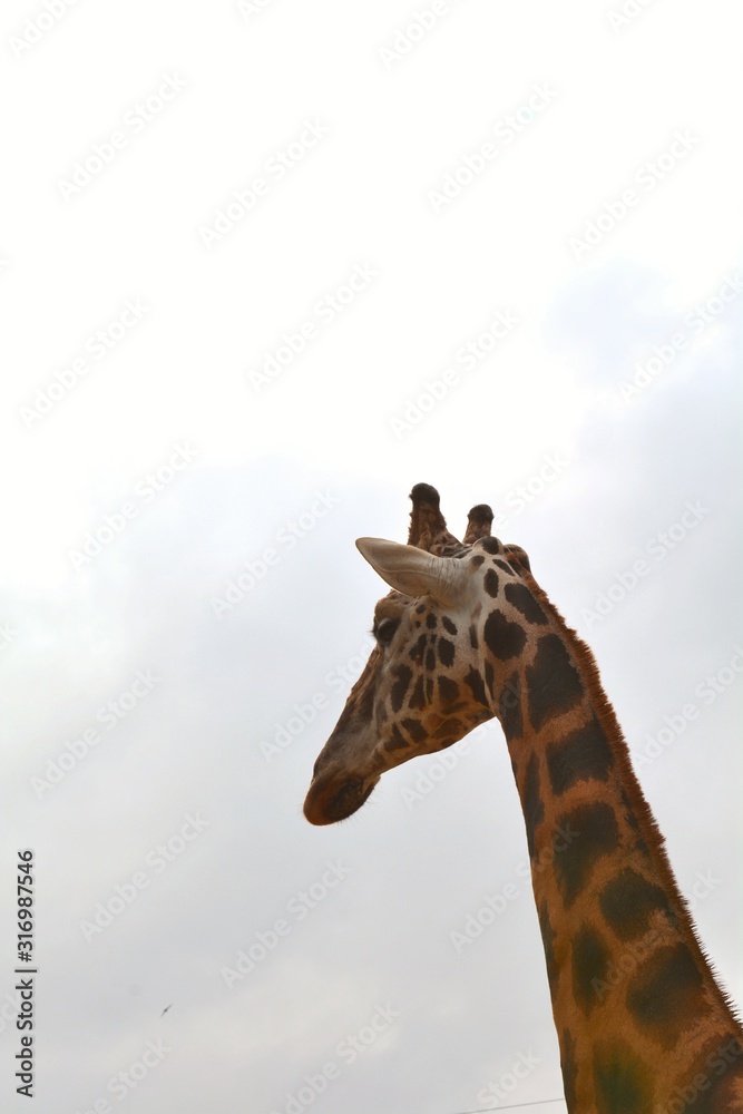 Fototapeta premium a tall giraffe in the zoo