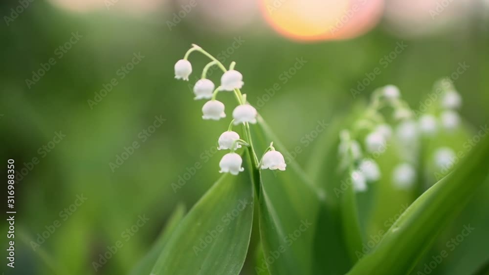 Lily of valley flowers in grass at dawn with the rising sun in the background. Smooth panning. Lily of valley flowers in grass at dawn with the rising sun in the background. Smooth panning.