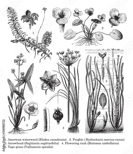 Aquatic plant (water plants) collection / vintage illustration from Brockhaus Konversations-Lexikon 1908