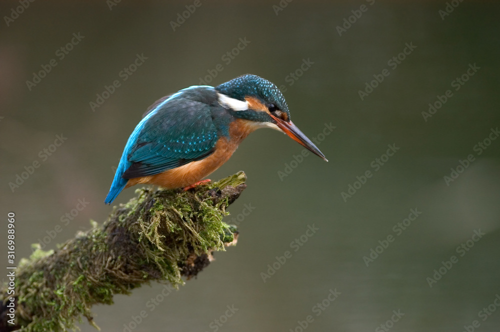 Fototapeta premium Eisvogel Alcedo atthis
