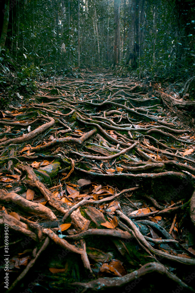 Labyrinth of tree roots in the jungle