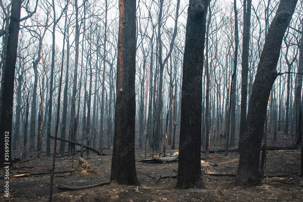 Australian bushfires aftermath: burnt eucalyptus trees damaged by the fire Australian bushfires aftermath: burnt eucalyptus trees damaged by the fire