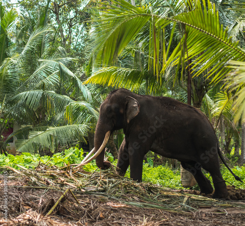 Beautiful elephant in the jungle of Sri Lanka