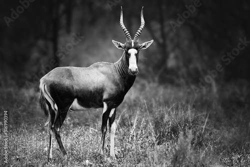 Blesbok  Damaliscus pygargus phillipsi  or blesbuck male black and white full body portrait highly focused in South Africa