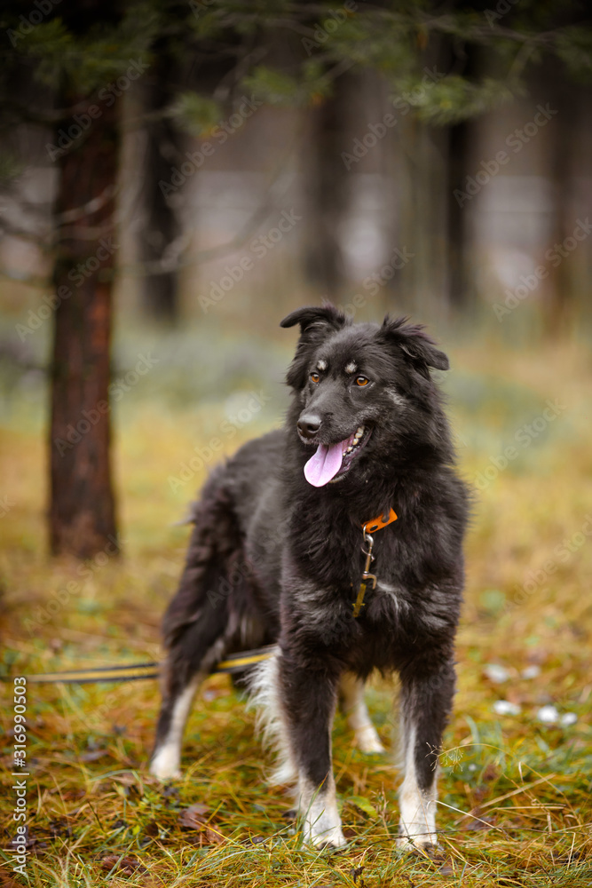 Unusual black fluffy dog. Portrait of a beautiful dog in the forest.