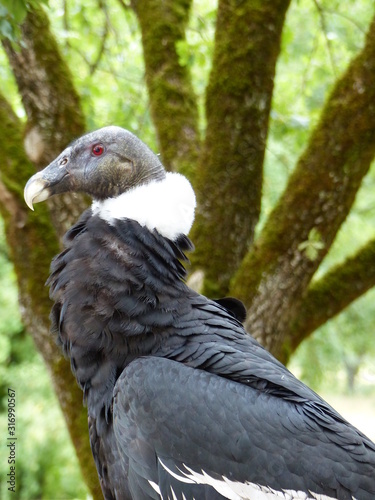 Vulture silhouette