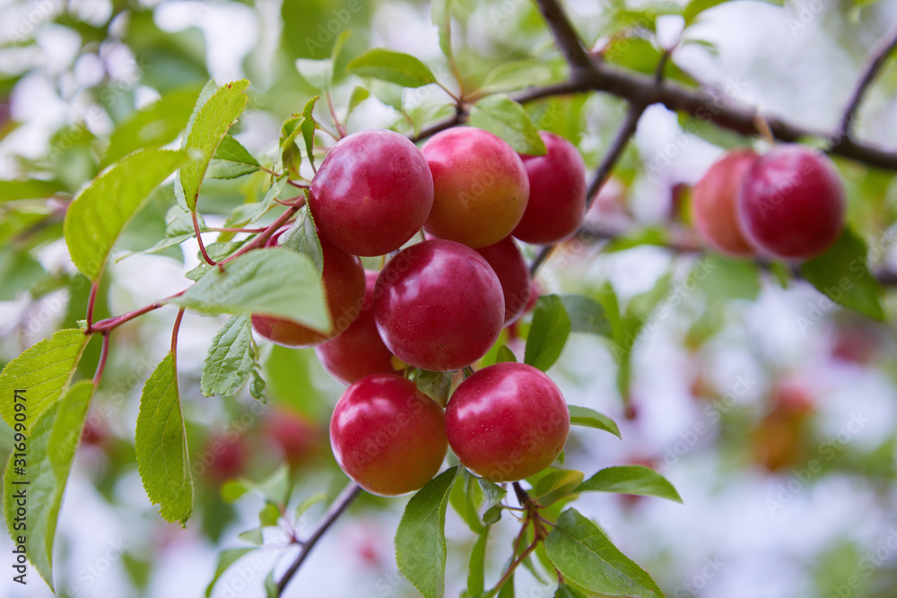Ripe big red plums growing on a tree branch in the orchard. Ripe big red plums growing on a tree branch in the orchard.