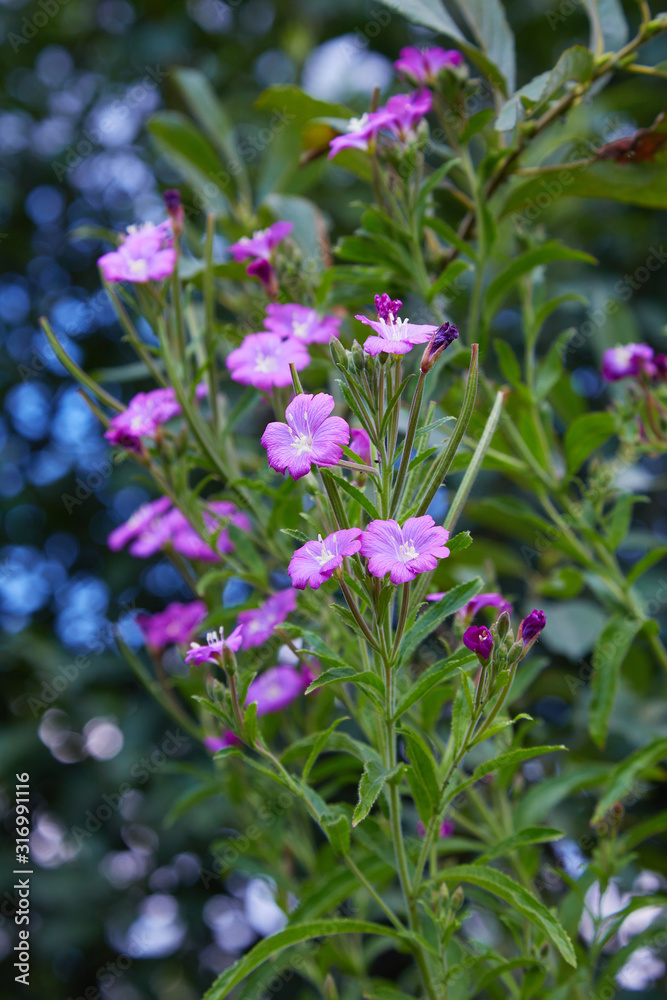 Pretty pink flower of great willowherb, Epilobium hirsutum, with the stamens Pretty pink flower of great willowherb, Epilobium hirsutum, with the stamens