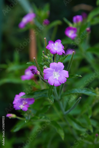 Pretty pink flower of great willowherb, Epilobium hirsutum, with the stamens 