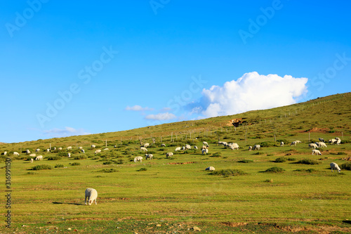 Sheep flock is on the grassland
