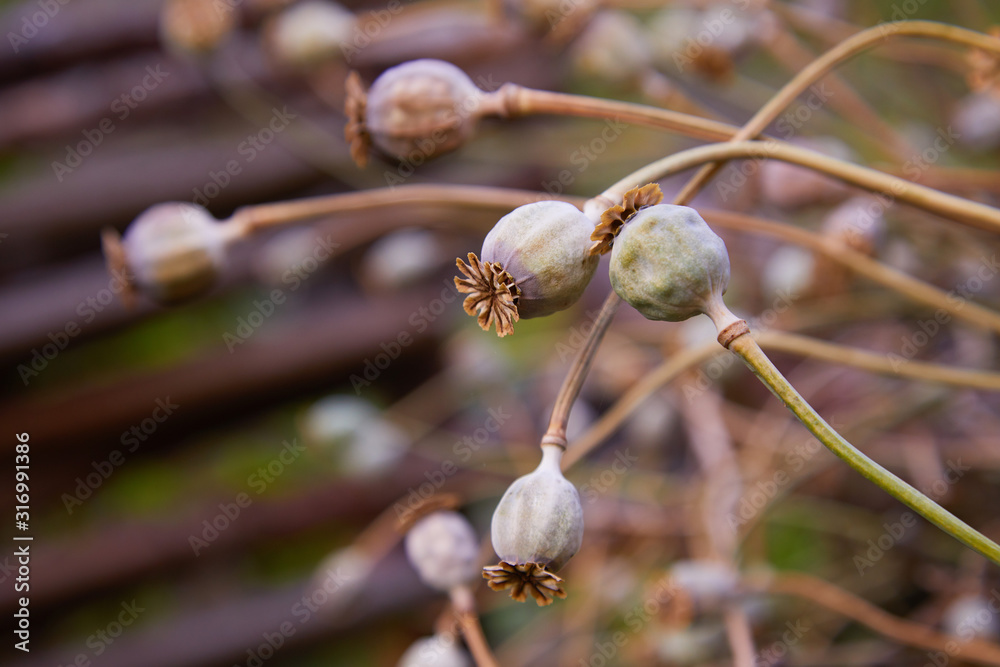 Group of dry heads (capsules) of the ripened poppy. Poppy field Group of dry heads (capsules) of the ripened poppy. Poppy field
