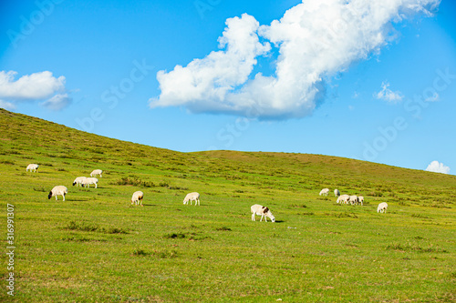  Sheep flock  is on the grassland © zhengzaishanchu