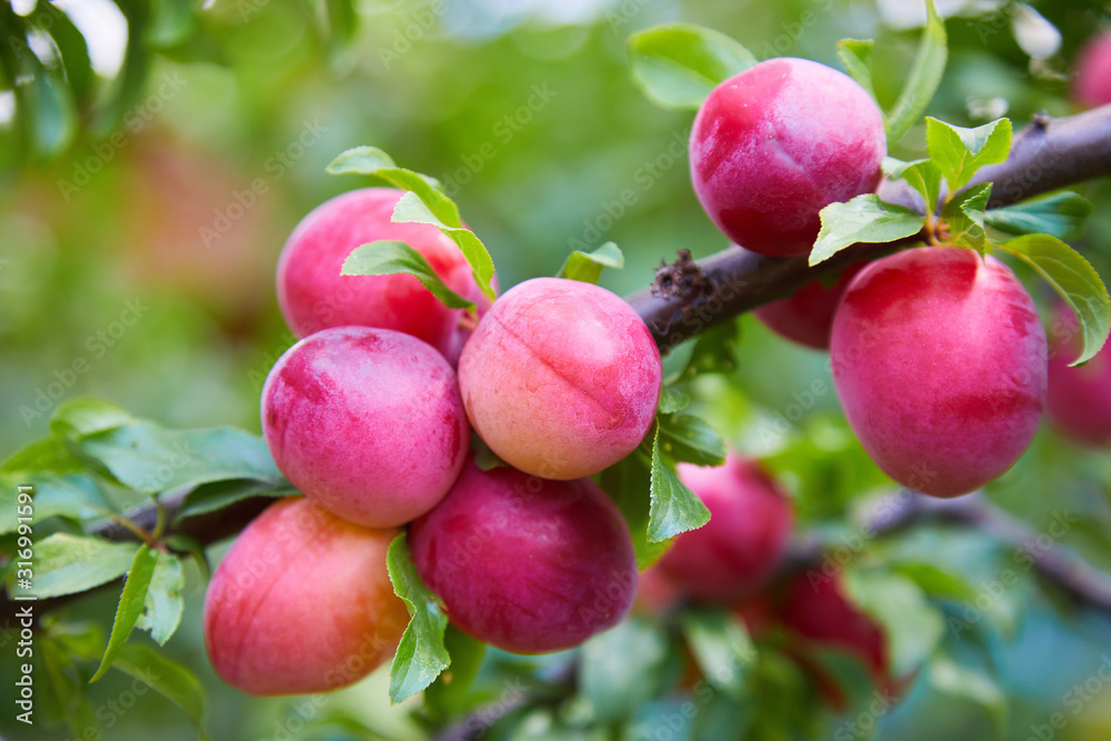 Ripe big red plums growing on a tree branch in the orchard. Ripe big red plums growing on a tree branch in the orchard.
