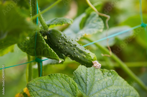Young plant cucumber with  blooming cucumber flowers. Cultivation of cucumbers in fields. Vegetables plantation.  Growing organic food. Cucumbers harvest.