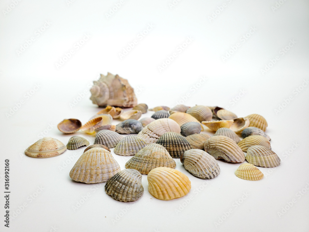 Still Life Of Small Shells On A White Background. Sea Shells. Stock Photo,  Picture and Royalty Free Image. Image 138716634.