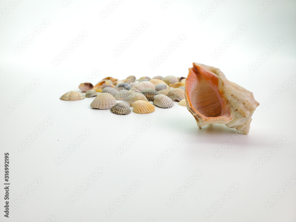 large shell and small shells in the background. focus on the big sink. large shell and small shells in the background. focus on the big sink.